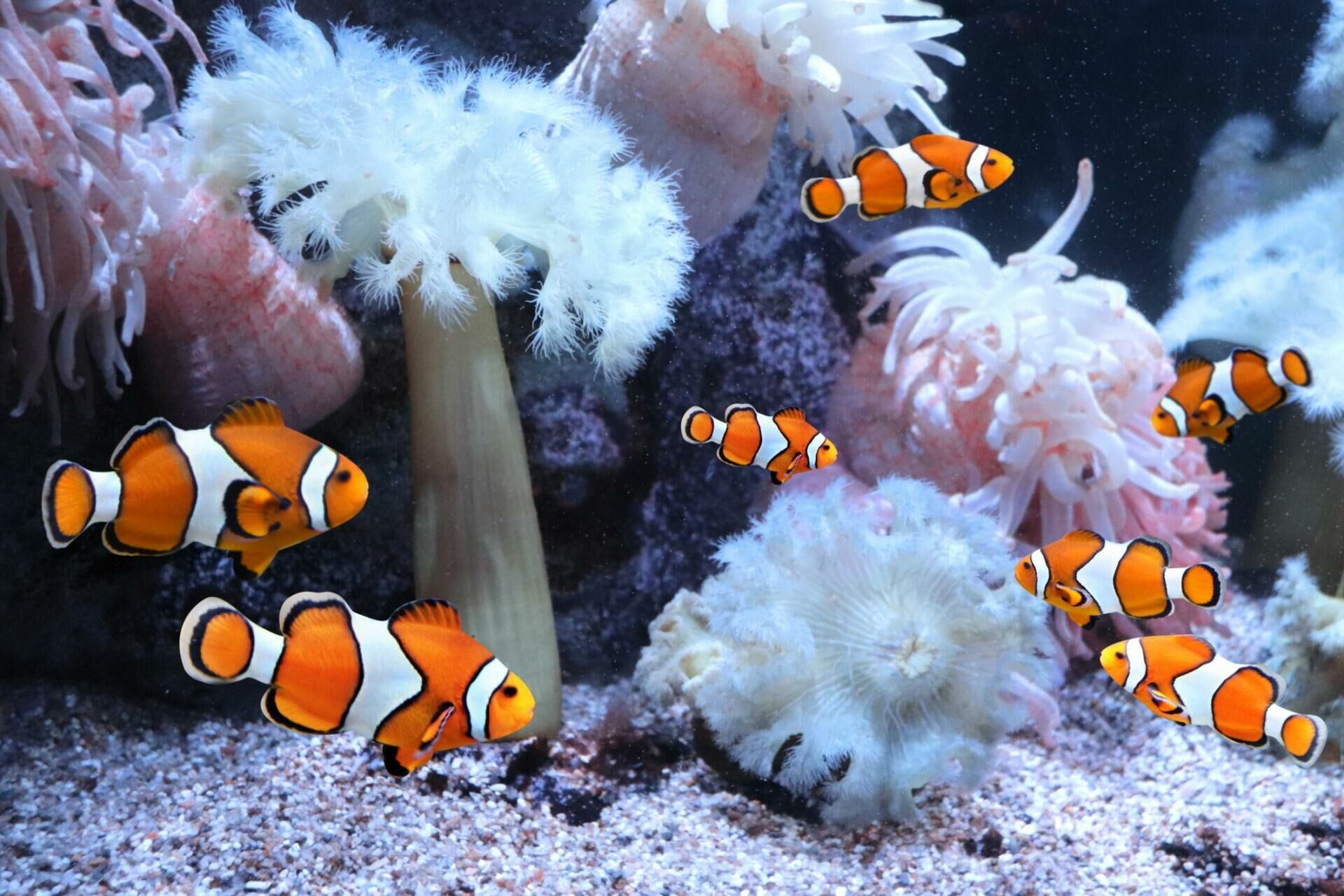 Imagem do Peixe-palhaço